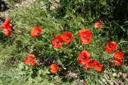 MONTMIRAIL_21_05-35