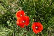 MONTMIRAIL_21_05-36