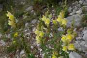 MONTMIRAIL_21_05-65