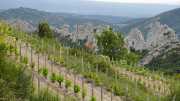 MONTMIRAIL_21_05-85
