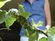 Cameleon_a1