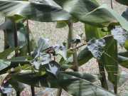 Cameleon_a2