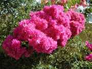 Carole_a6