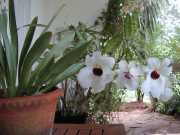 DSCN00433