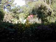 IPM_d3