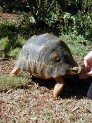 tortue_a2