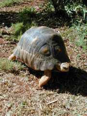 tortue_a3