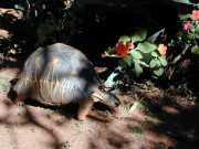 tortue_a4