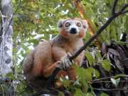 Lemur