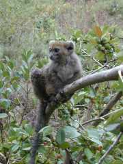 Andasibe_Lemur_c1