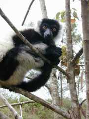 Andasibe_Lemur_d1