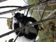 Andasibe_Lemur_d2