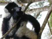 Andasibe_Lemur_d3