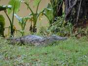 Croco2