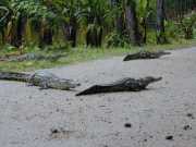 Croco_a1