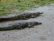 Croco_a2