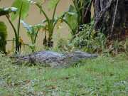 Croco_a3