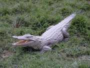 Croco_a4