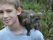 Lemur2