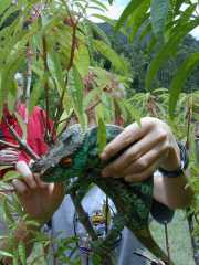 Mandraka_a1