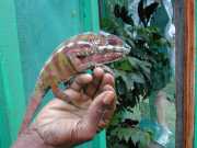 Mandraka_b1