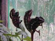 Mandraka_b3