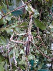 Mandraka_c2