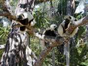 Sifaka1