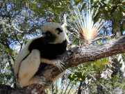 Sifaka2