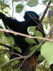 Pacques_i1a