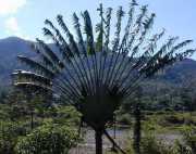 Ravinal2