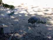 DSCN0062