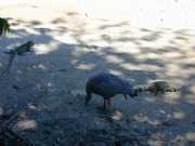 DSCN0064