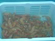 Mahajunga_Juin_01_g3