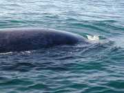 Baleine_a3