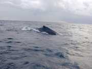 Baleine_b5