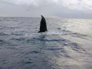 Baleine_b6