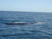 Baleine_g4