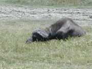 Buffle3j