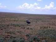 Bustard2a