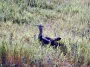 Bustard2b