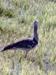 Bustard2c