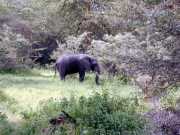 Elephant1a