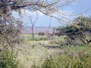 Elephant1b