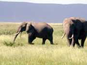 Elephant3a