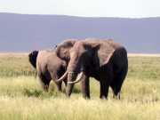 Elephant3b