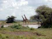 Girafe2a