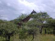 Girafe2b