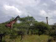 Girafe2c