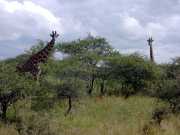 Girafe2d